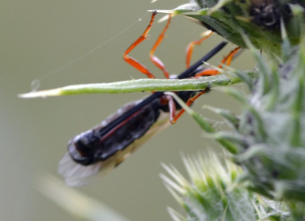 Icneumonidae, Pimplinae.